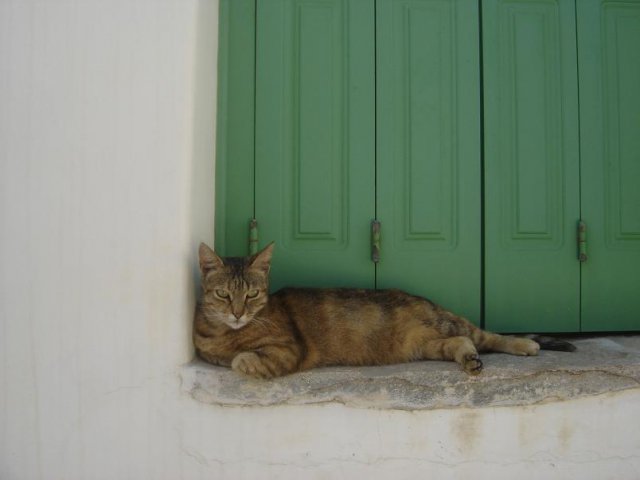 Cats