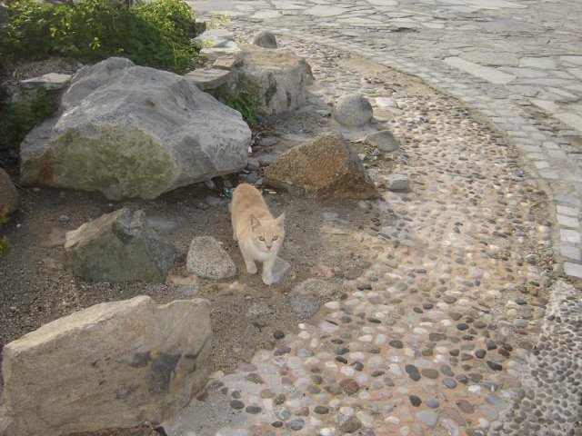 Cats