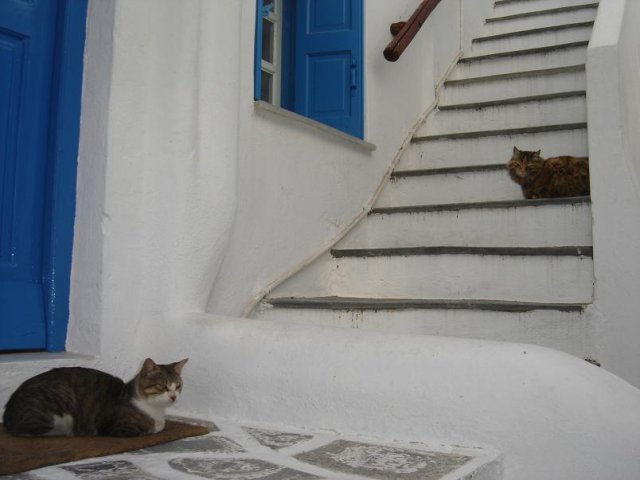 Cats