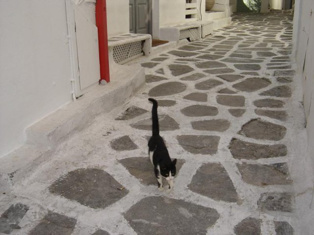 Cats