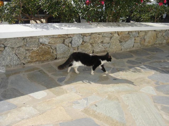 Cats