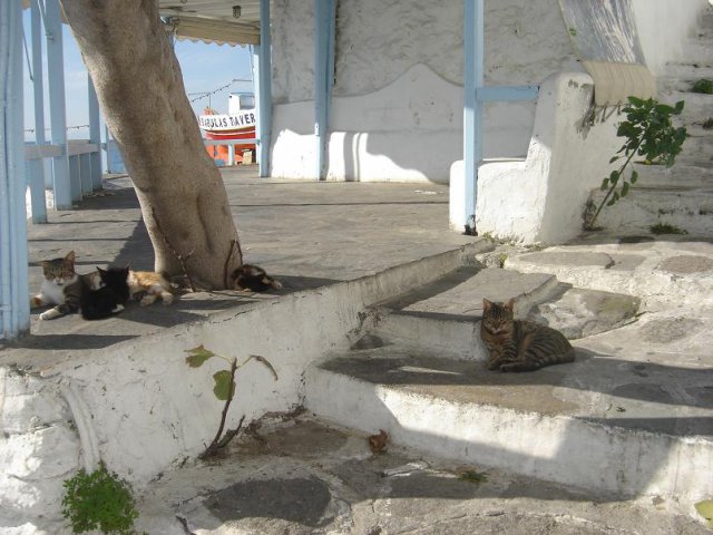 Cats