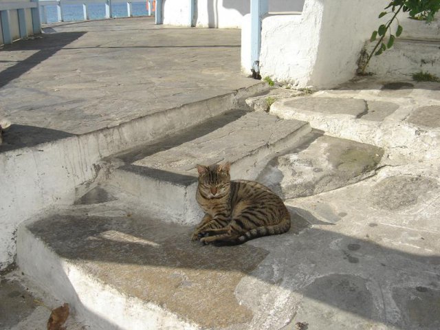 Cats