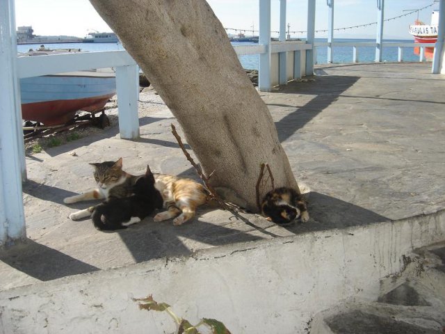 Cats