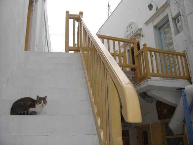 Cats