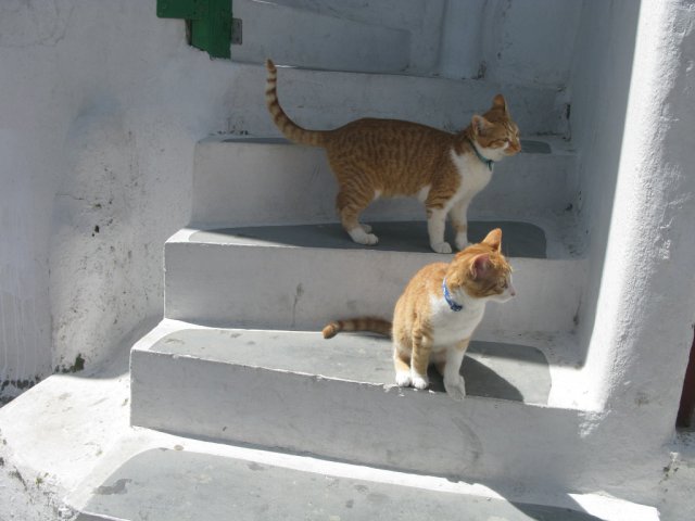 Cats
