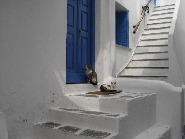 Cats