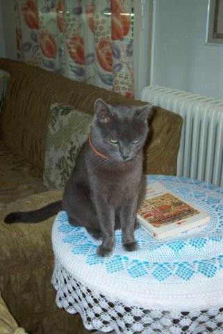 cat1