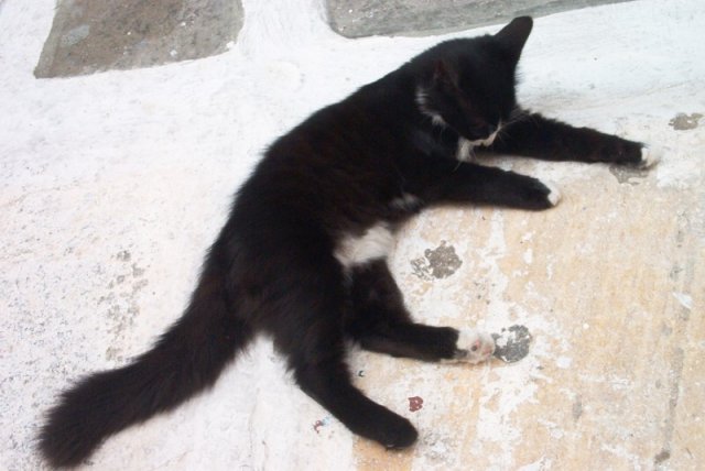 cat10