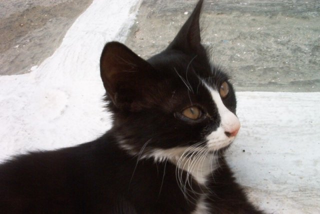 cat11
