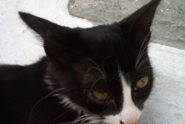 cat12