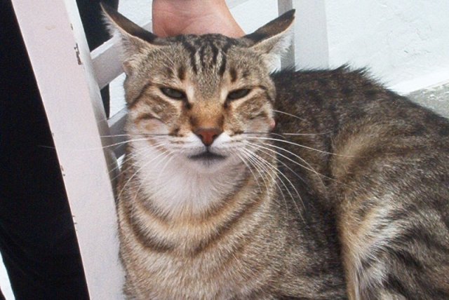 cat14