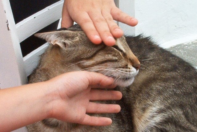 cat15