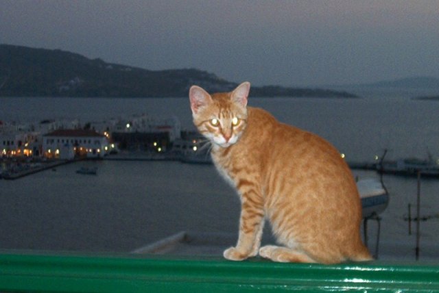 cat2