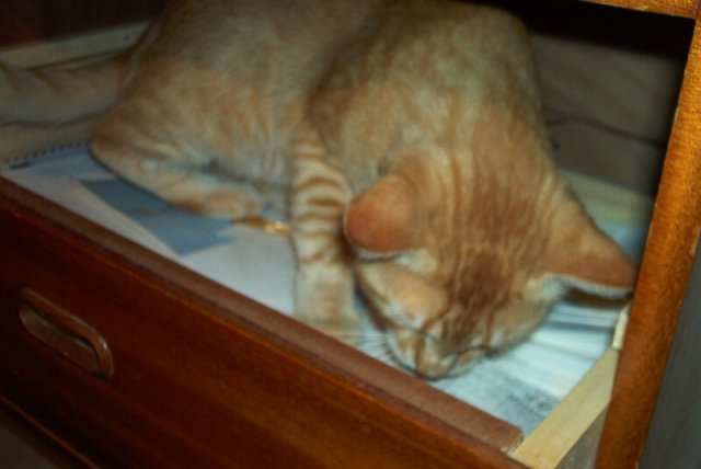 cat3