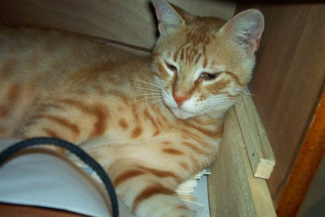 cat4