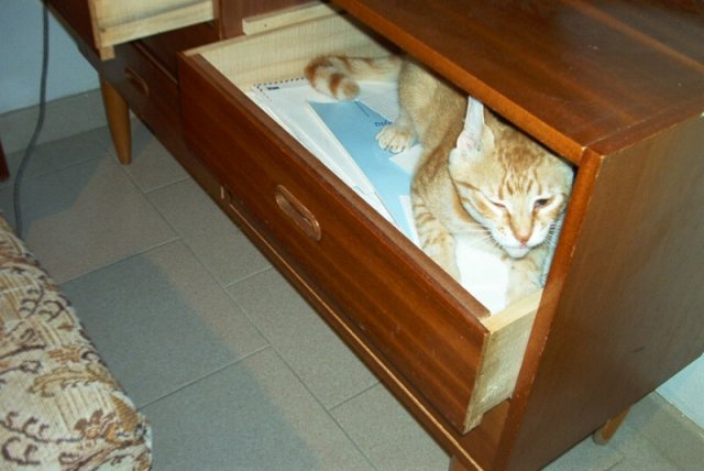 cat5