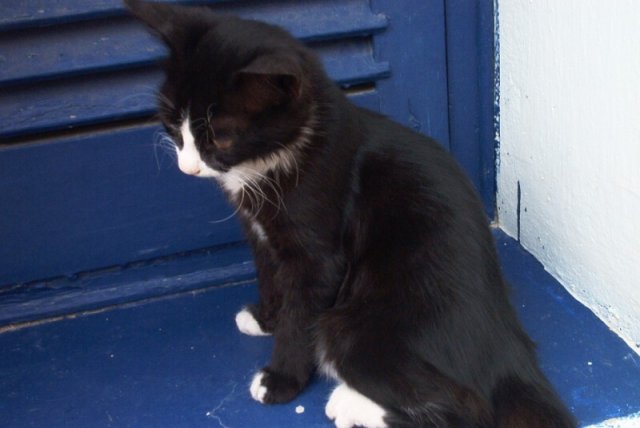 cat7