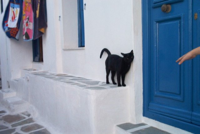 cat8