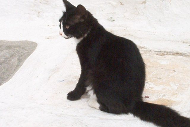 cat9