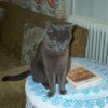 Cats » Cats'04