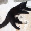 cat10