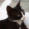 cat11