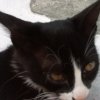 cat12