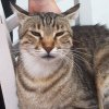 cat14
