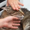 cat15