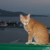 cat2