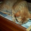 cat3