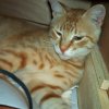 cat4