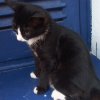 cat7