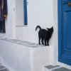 cat8