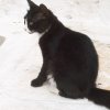 cat9
