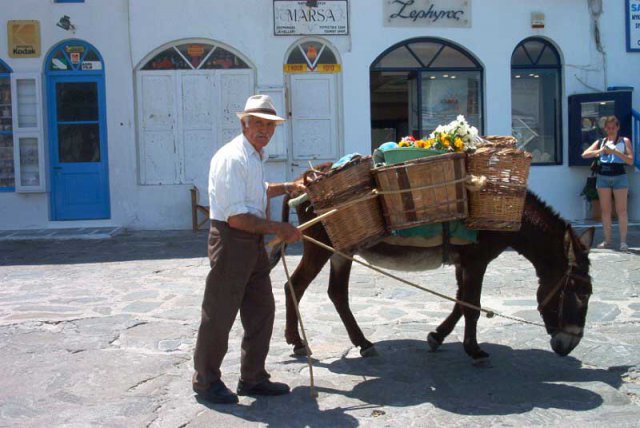 Donkeys