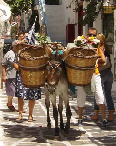 Donkeys