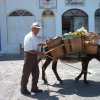 Donkeys