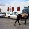 Donkeys