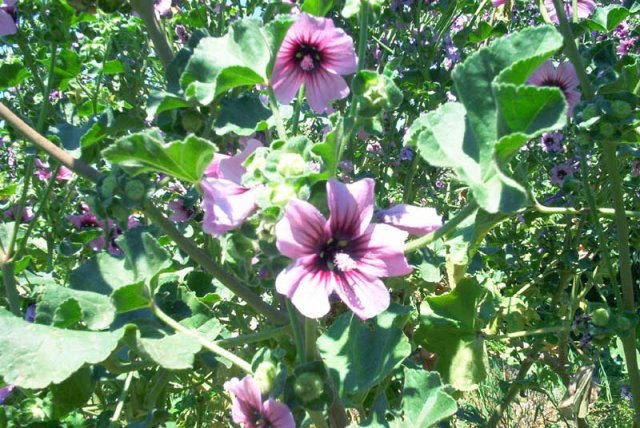 Flowers
