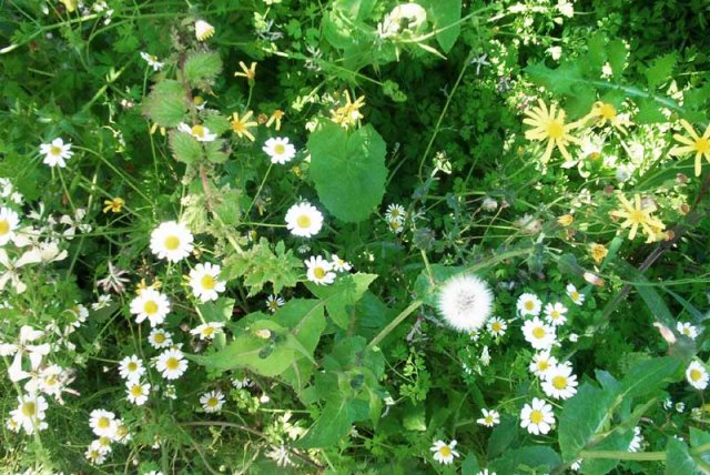 Flowers