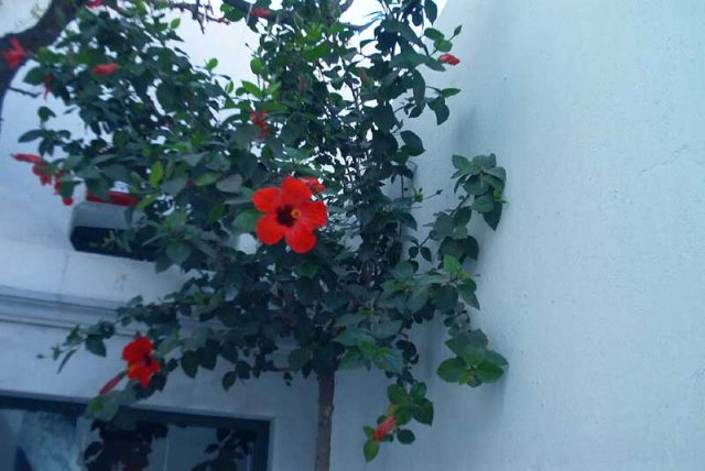 Flowers