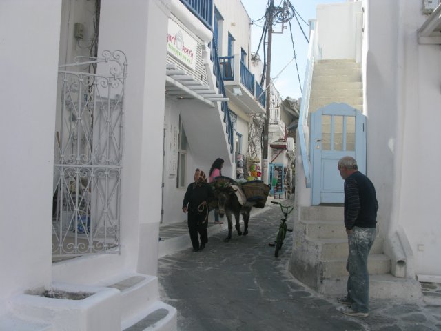 Donkeys new photos