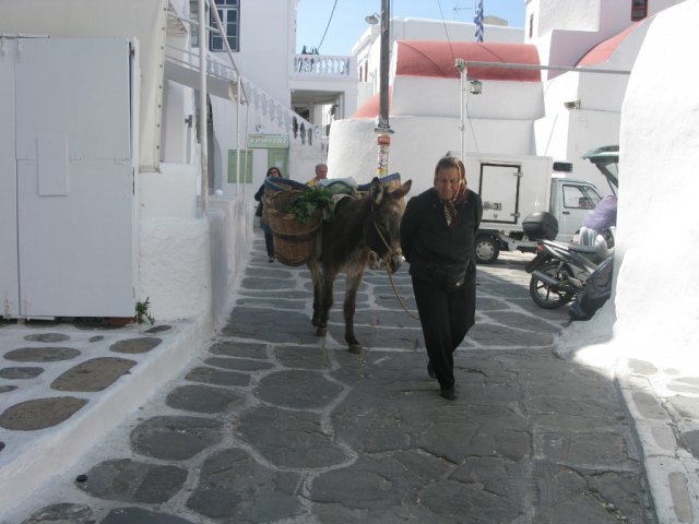 Donkeys new photos