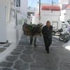 Donkeys new photos