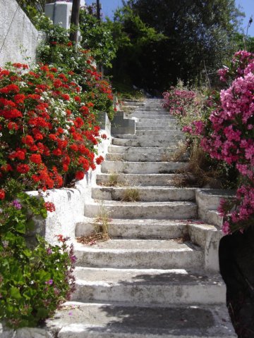 Flowers new photos