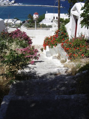 Flowers new photos