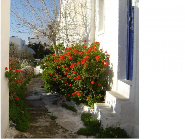 Flowers new photos