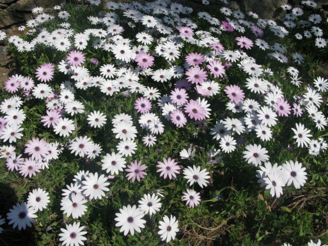 Flowers new photos
